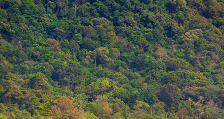 Colorful troipical forest on green mountain see from far point.の写真素材