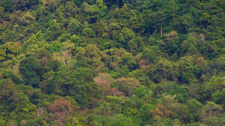 Colorful troipical forest on green mountain see from far point.の写真素材