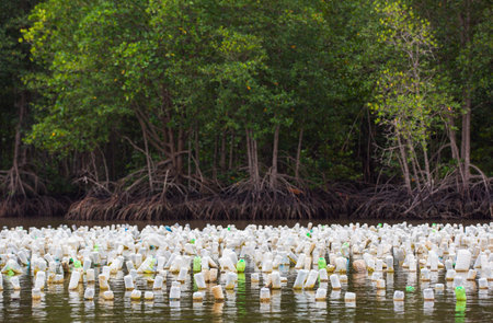 Oyster farming of eastern Thai agriculturist technic, they use old plastic bottle to hang and feed oyster in natural sea water.の写真素材