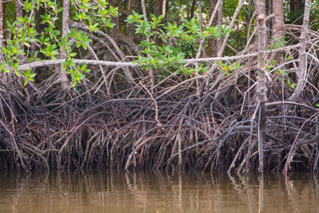 Roots of mangrove tree in water in coast of sea.の写真素材