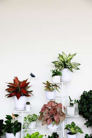 Small various plants and trees in white pots put on stand and decorated near wall.の写真素材