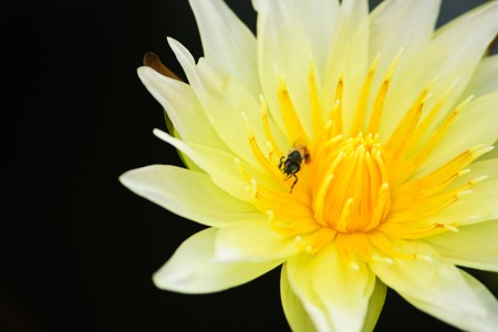Lotus and beeの写真素材