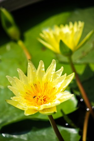 Lotus and beeの写真素材