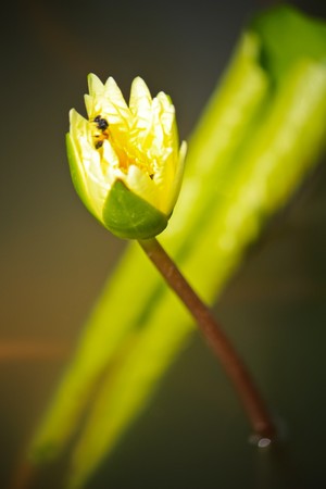 Lotus and beeの写真素材