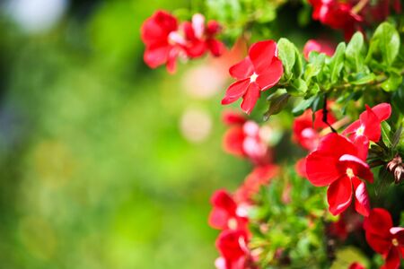 Red flowersの写真素材