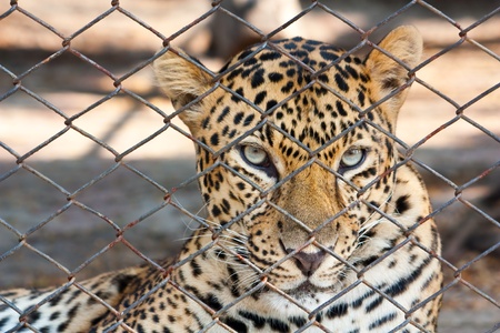 Leopardの写真素材