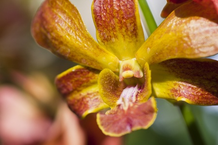 Yellow orchid in macro modeの写真素材