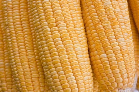 stake of yellow raw cornsの写真素材