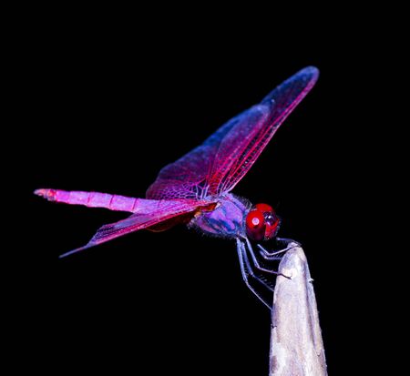 Dragonfly on black background in macro modeの写真素材