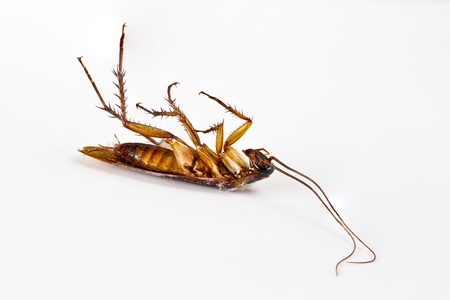  Dead cockroach on white background