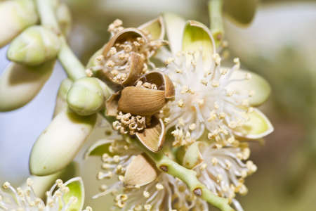 Betel palm flower with macro lens
