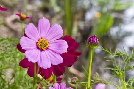Zinnia flowers in garden with shallow focusの写真素材