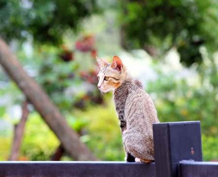  Cat sitting outdoor in the gardenの写真素材