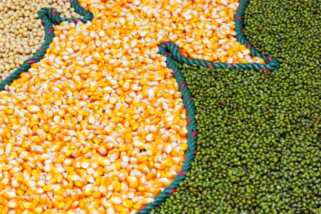 Corn, green beans, red kidney beans legumes on backgroundの写真素材