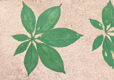 Marks of green leaf on the concrete.の写真素材