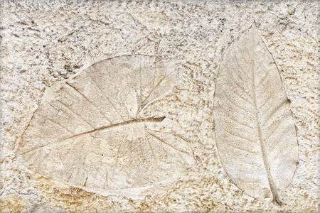 marks of leaf on the concrete pavement.の写真素材