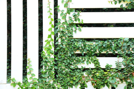 The Green Creeper Plant on the Wallの写真素材