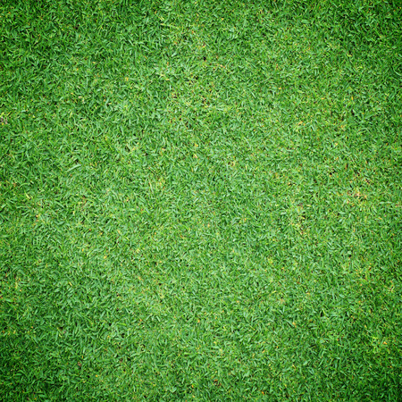 Beautiful fresh green grass texture backgroundの写真素材