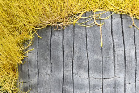cement wall pattern with tree roots  background