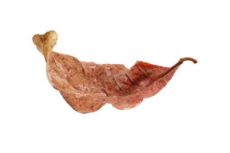 dry leaf isolated on white background.の写真素材