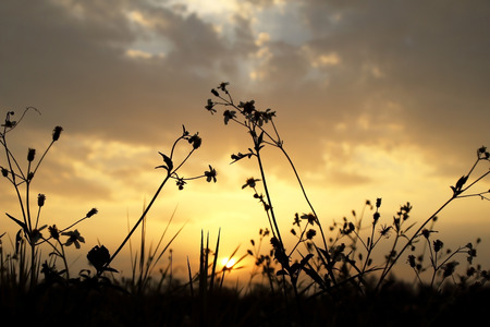 Grass flower against a sunset blur backgroundの写真素材