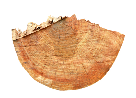 tree stump isolated on white backgroundの写真素材