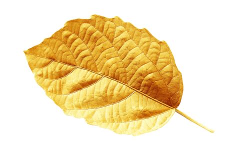 Gold leaf isolated on white backgroundの写真素材