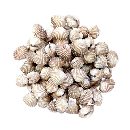 fresh cockles seafood on white backgroundの写真素材