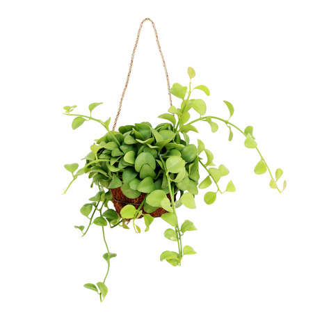 hanging basket plant isolated on white backgroundの写真素材