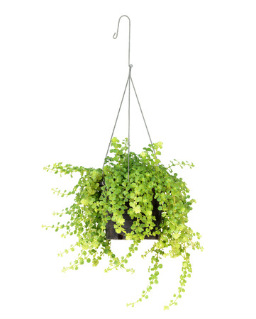 hanging basket plant isolated on white backgroundの写真素材
