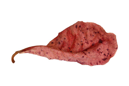 Dry leaves on white backgroundの写真素材