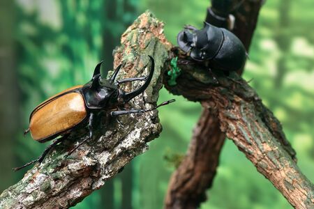 Close up male fighting beetle (rhinoceros beetle) on tree