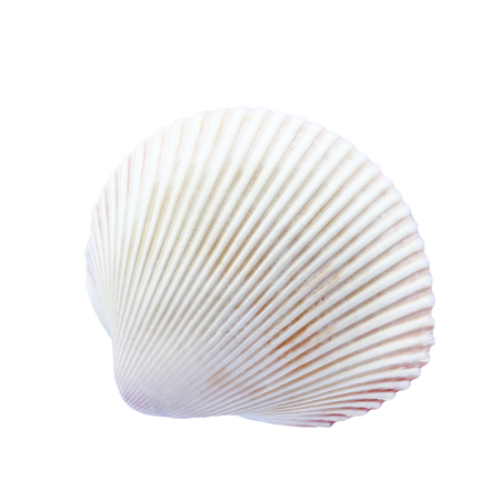 seashell isolated on white background.