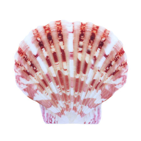 seashell isolated on white background.