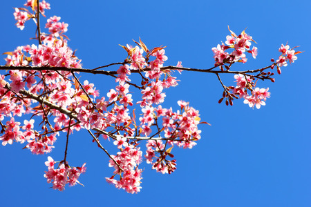 Pink Sakura flower blooming.の写真素材