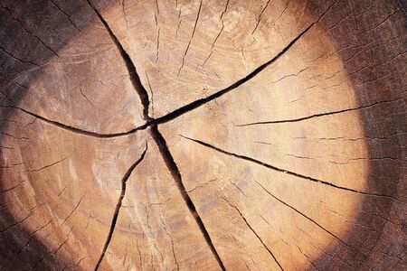 tree stump ,wood backgroundの写真素材