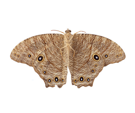 night butterfly isolated on white backgroundの写真素材