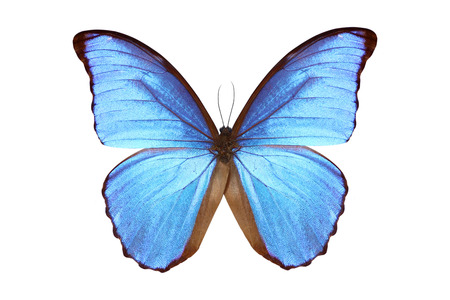 beautiful butterfly isolated on white background