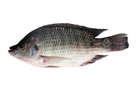 Tilapia isolated on white backgroundの写真素材
