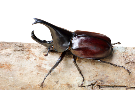 Rhinoceros beetle on wooden isolated on white background