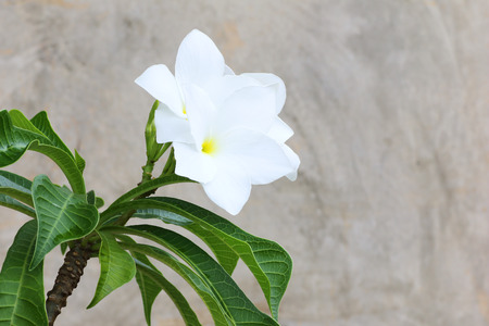 white flower on cement wall backgroundの写真素材