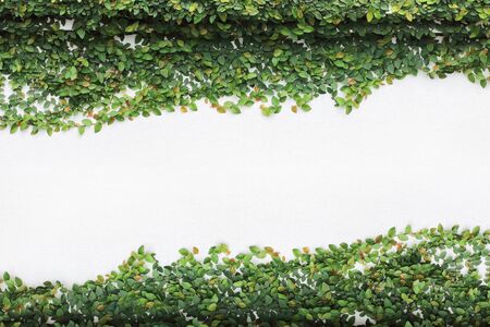 the green creeper plant on white wall background