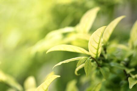Closeup nature view of green leaf on blurred greenery background in garden with copy space using as...