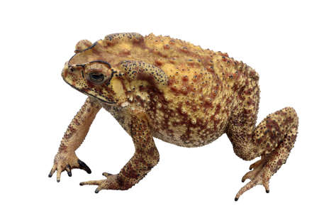 Asian common toad isolated on a white background