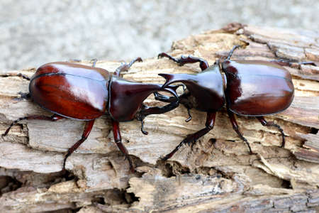 Dynastinae or rhinoceros beetles or fighting beetles on the tree with blurred background. Rhinoceros...