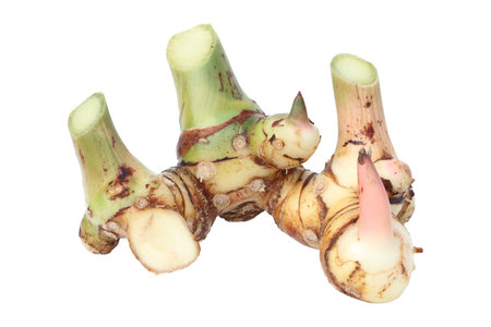 Fresh greater galangal rhizomes isolated on white backgroundの写真素材
