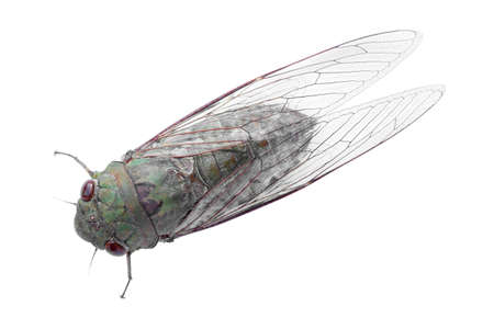 Adult size cicada isolated on a white background.