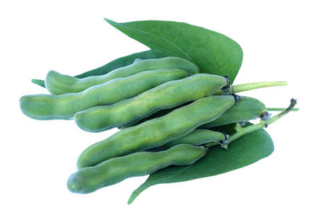 mucuna pruriens or velvet bean isolated on white background