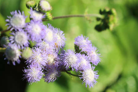 Beautiful grass flowers growing and blooming in the nature