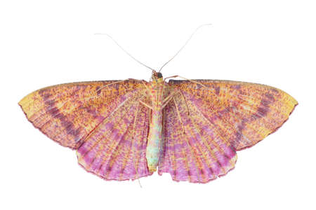 beautiful brown night butterfly flying isolated on white background. with clipping path